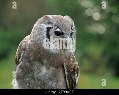 Der ausgebildete Verreaux-Eulen (Ketupa lactea), Milchadlereule oder Riesenadlereule mit heftigem Blick im guten Licht - Schottland, Großbritannien Stockfoto