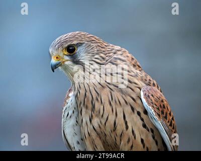 Nahporträt des trainierten Falknerfalkens (Falco tinnunkulus) mit guten Federdetails bei natürlichem Tageslicht in Schottland, Großbritannien Stockfoto