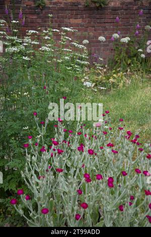 Kuh Petersilie mit Lychnis coronaria oder Rose campion. Alliums und Fuchshandschuhe im Hintergrund während des Hochsommers Stockfoto