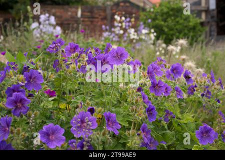 Geranium Pracht in einem Hüttengarten in Abbey Wood, Südosten Londons Stockfoto