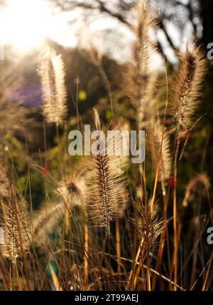 Pennisetum Gras im Herbst im Lesnes Abbey Park, Abbey Wood, London Stockfoto