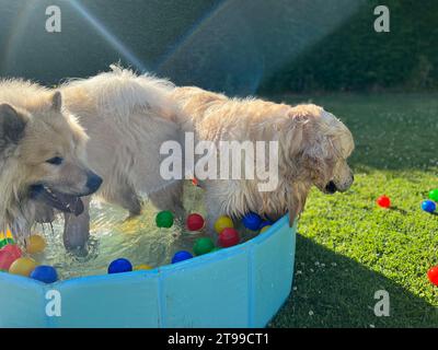 Der labrador et eurasier spielt in einem Pool mit Bällen Stockfoto