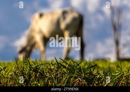 Unfokussierte Zebu Nellore Kuh auf der Weide einer Rinderfarm in Brasilien Stockfoto