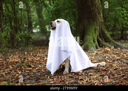 Niedlicher Labrador Retriever Hund trägt Geisterkostüm im Herbstpark an Halloween Stockfoto