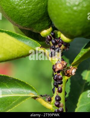 Black Citrus Blattläuse Erwachsene und Brown Nymphen auf einem jungen Baum Stockfoto