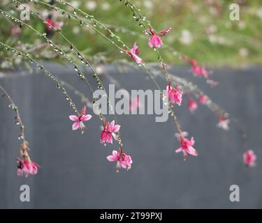 Heiße rosa Gaura oder wirbelnde Schmetterlingsblüten (Gaura lindheimeri), die sich nach dem Regen mit dem Gewicht glitzernder Wassertropfen biegen Stockfoto