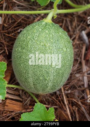 Eine grüne Rockmelon-Frucht auf der Weinrebe, die im Garten in Australien wächst Stockfoto