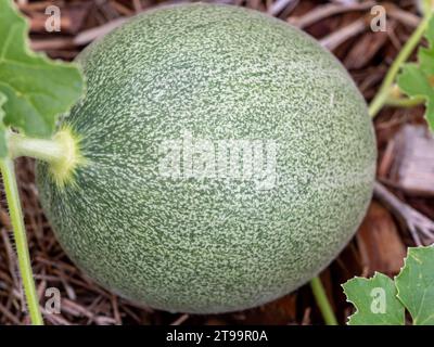 Eine grüne Rockmelon-Frucht auf der Weinrebe, die im Garten in Australien wächst Stockfoto