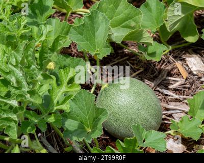 Eine Rockmelonenfrucht auf der Weinrebe, die im Garten zwischen grünem Laub von Wasser und Felsenmelonenreben wächst, Australien Stockfoto