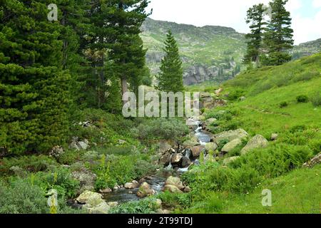 An einem bewölkten Sommertag fließt ein stürmischer kleiner Bach, der sich um Steine beugt, von den Bergen, umgeben von hohen Nadelwäldern, hinunter. Taigish River, Stockfoto