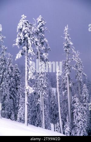 Winter Forest in der Nähe von Mt Ashland, Rogue River National Forest, Oregon Stockfoto