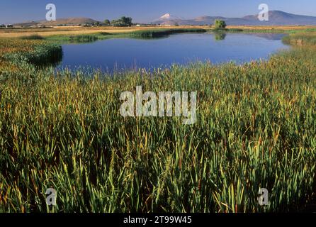 Cattail Moor mit Mt Shasta, Klamath Wildlife Area, Oregon Stockfoto