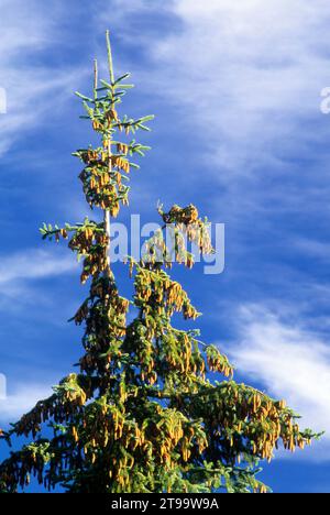 Engelmann Fichte, Mt Hood National Forest, Oregon Stockfoto