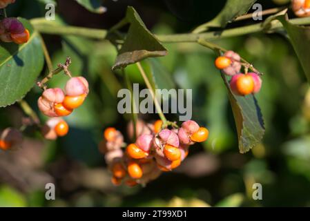 Fortune's Spindel, Euonymus Fortune auf Zweigfrucht-Nahaufnahme selektiver Fokus Stockfoto