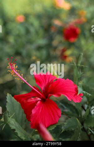 Roter Hibiskus Blume im Garten Stockfoto