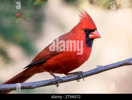 Nahaufnahme männlicher nördlicher Kardinal (Cardinalis cardinalis) auf Papier Birkenbaum-Zweig, mit verschwommenem Hintergrund im Norden von Minnesota USA Stockfoto