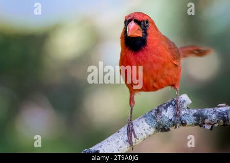 Nahaufnahme männlicher nördlicher Kardinal (Cardinalis cardinalis) auf Papier Birkenbaum-Zweig, mit verschwommenem Hintergrund im Norden von Minnesota USA Stockfoto