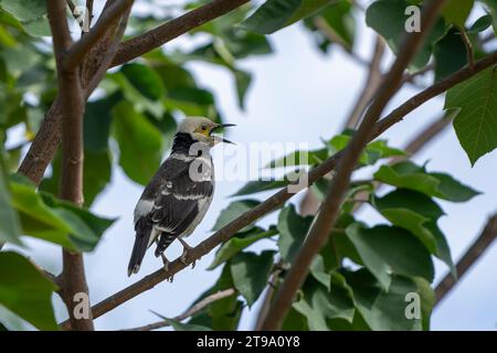 Schwarzkränze im Baum Stockfoto