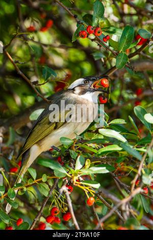 Leicht belüfteter Bulbul im Baum, der Früchte isst Stockfoto