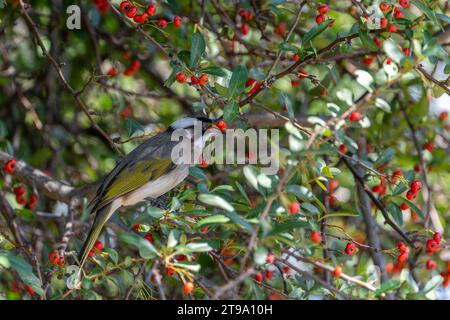 Leicht belüfteter Bulbul im Baum, der Früchte isst Stockfoto