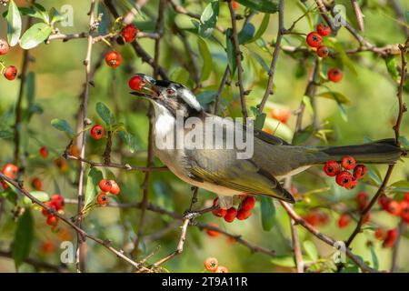 Leicht belüfteter Bulbul im Baum, der Früchte isst Stockfoto