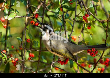 Leicht belüfteter Bulbul im Baum, der Früchte isst Stockfoto