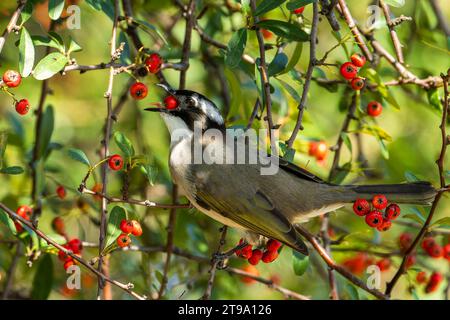 Leicht belüfteter Bulbul im Baum, der Früchte isst Stockfoto