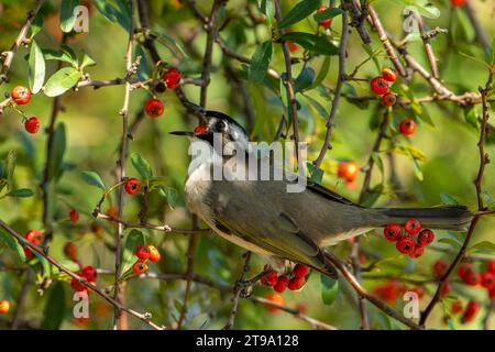 Leicht belüfteter Bulbul im Baum, der Früchte isst Stockfoto