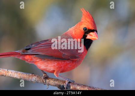 Nahaufnahme männlicher nördlicher Kardinal (Cardinalis cardinalis) auf Birkenbaumzweig, mit verschwommenem Hintergrund im Norden von Minnesota USA Stockfoto