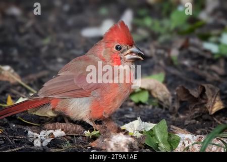 Junger männlicher (junger) Nordkardinal (Cardinalis cardinalis), der auf dem Herbstgelände im Chippewa National Forest im Norden von Minnesota, USA, auf der Suche ist Stockfoto