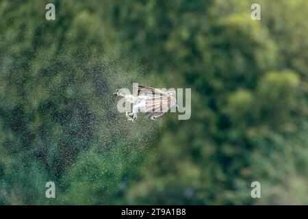 Osprey schüttelt das überschüssige Wasser aus ihren Federn in der Luft Stockfoto