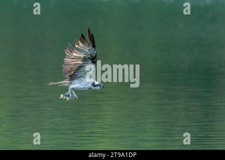Osprey im Flug mit einem Fisch in Krallen Stockfoto