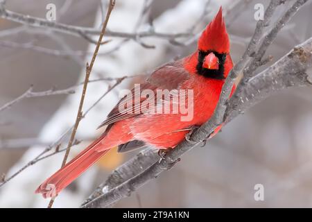 Nahaufnahme männlicher nördlicher Kardinal (Cardinalis cardinalis) auf Birkenbaumzweig, mit verschwommenem Hintergrund im Norden von Minnesota USA Stockfoto