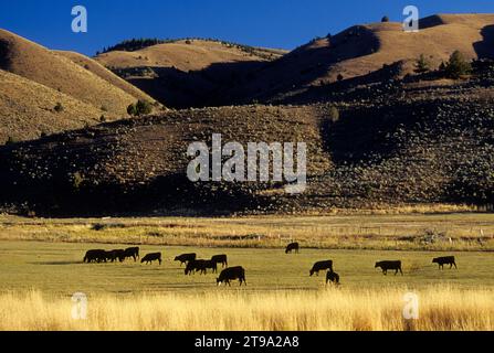 Rinder auf der Weide am South Fork John Day außerhalb von Izee, Grant County, Oregon Stockfoto