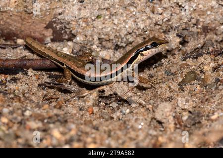 Gefleckter Waldschinken, auch bekannt als Stinkschinken am Fluss Stockfoto