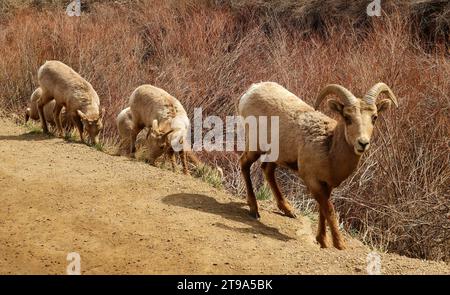 Eine Gruppe steiniger Dickhornschafe in den Bergen, die entlang des South platte River im waterton Canyon, littleton, colorado, grasen Stockfoto