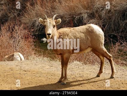 Junge felsige Dickhornschafe am südlichen platte River im waterton Canyon, littleton, colorado Stockfoto