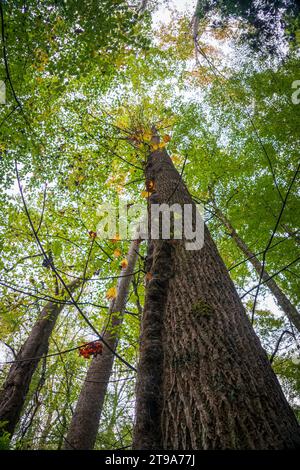 Üppige Walddecke in den Great Smoky Mountains, North Carolina Stockfoto