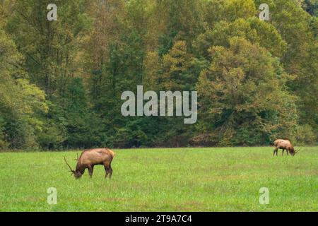 ELK im Great Smoky Mountains National Park, North Carolina Stockfoto