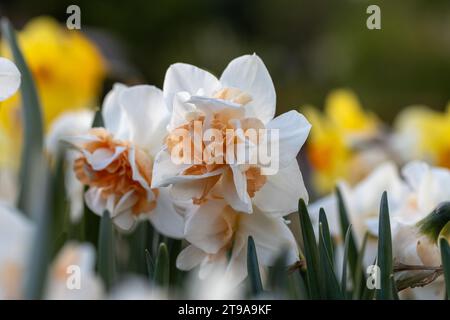 Weiße und rosafarbene Doppelnarzissen Narcissus Delnashaugh blühen im April in einem Garten Stockfoto