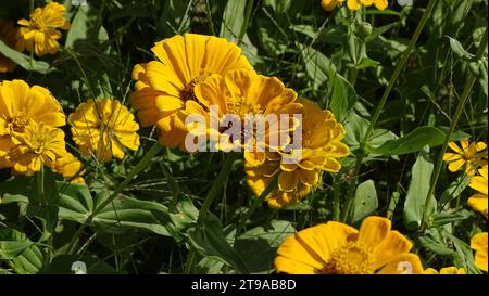 Eine üppige Wiese mit leuchtenden gelben Wildblumen, die vor einem Hintergrund von üppigem grünem Gras auf einem friedlichen offenen Feld blühen Stockfoto