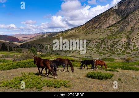 Eine Pferdeherde weidet in den Bergen Kirgisistans Stockfoto