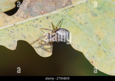 Fehlender Sektororbenweber oder die silberseitige Sektorspinne (Zygiella x-notata) auf einem herbstlichen Eichenblatt. Familie Spinnen, Araneiden (Araneidae) Stockfoto