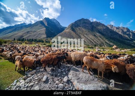 Schäferhund zu Pferd, der eine Schafherde in den Bergen Kirgisistans führt Stockfoto