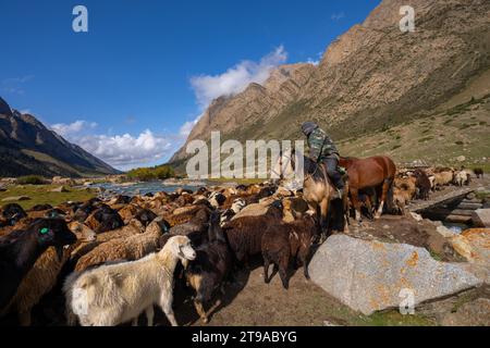 Schäferhund zu Pferd, der eine Schafherde in den Bergen Kirgisistans führt Stockfoto
