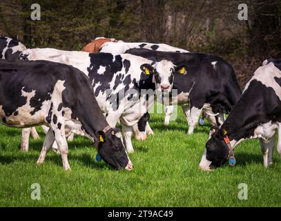 LATTROP, NIEDERLANDE - 12. APRIL 2022: Gruppe von grasenden schwarzen friesischen Kühen auf einer Wiese Stockfoto