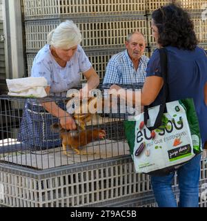 Lebende Hühner werden auf dem Weekly Saturday Farmer's Floh Market in Estremoz, Alentejo, Portugal, verkauft Stockfoto