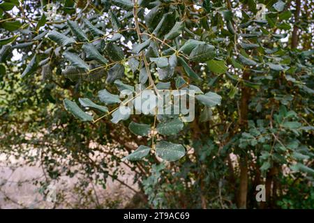 Nahaufnahme der männlichen Blüten eines Johannisbrotbaums der Johannisbrot (Ceratonia siliqua) ist ein blühender immergrüner Baum oder Sträucher aus der Unterfamilie der Caesalpinioideae o Stockfoto