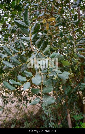 Nahaufnahme der männlichen Blüten eines Johannisbrotbaums der Johannisbrot (Ceratonia siliqua) ist ein blühender immergrüner Baum oder Sträucher aus der Unterfamilie der Caesalpinioideae o Stockfoto