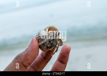 Eine Nahaufnahme einer Person, die eine Einsiedlerkrebse in Thailand hält Stockfoto